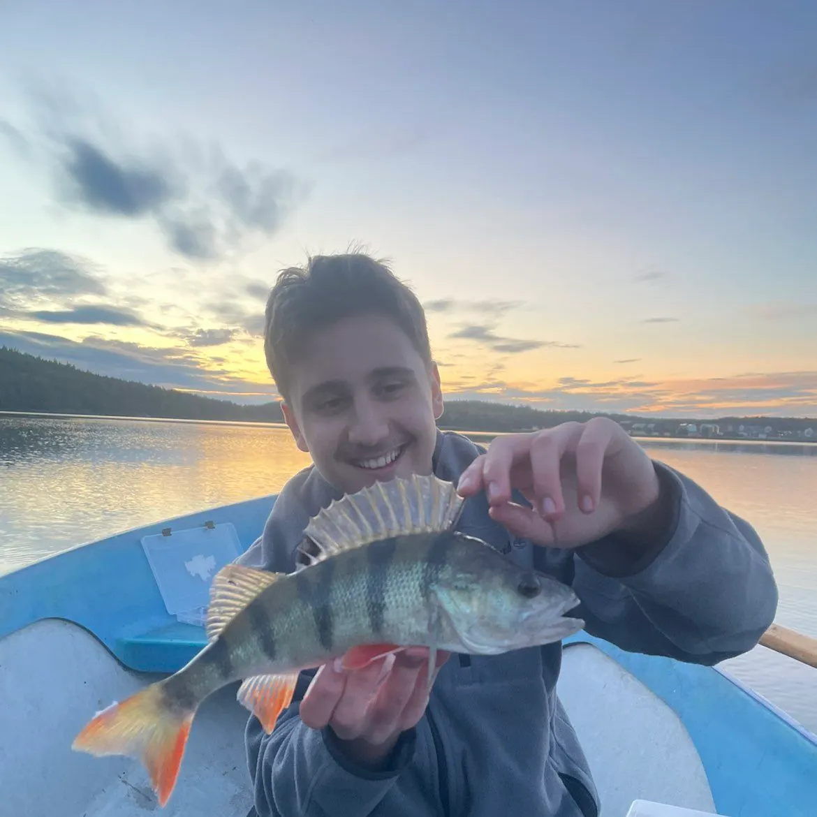 European perch caught on Fishbrain