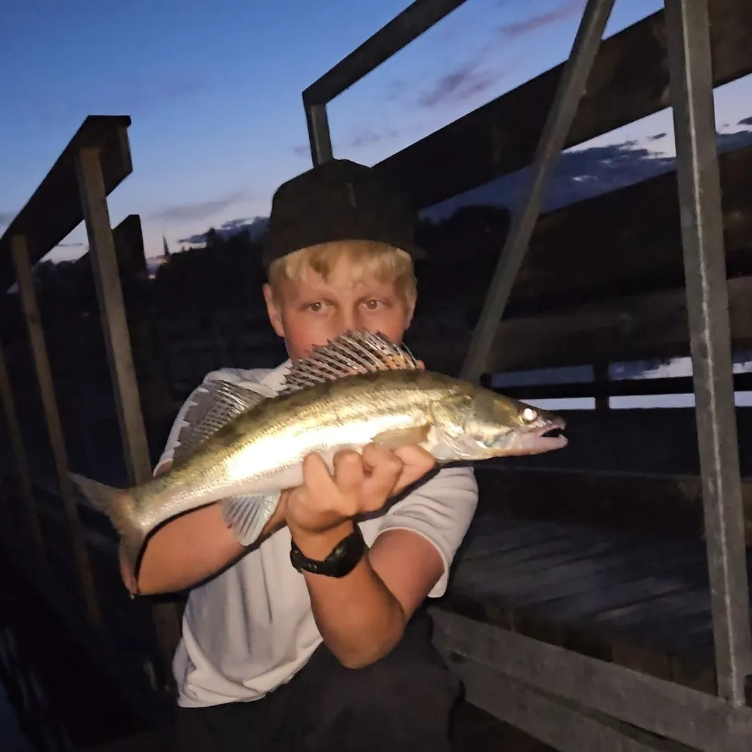 Zander caught on Fishbrain