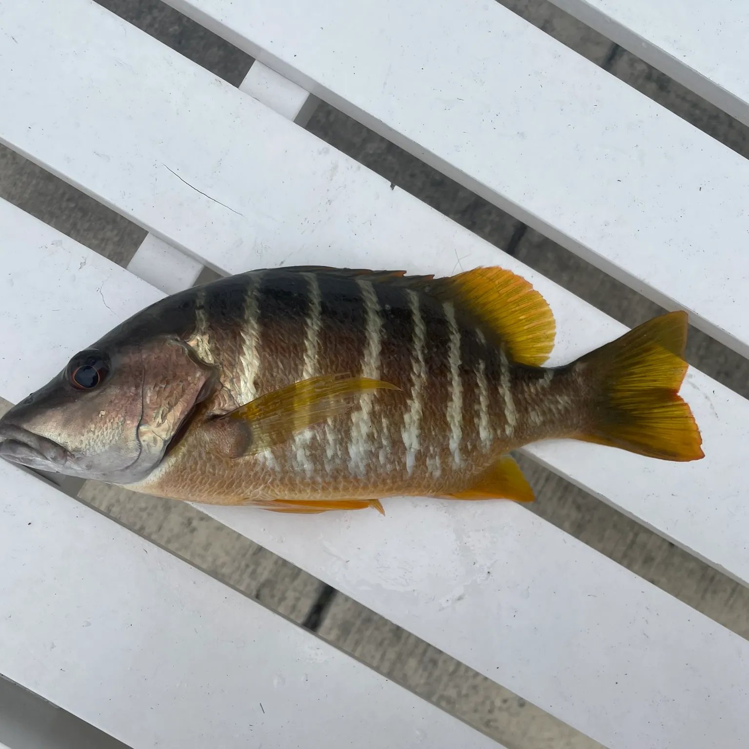 The most recent Schoolmaster snapper catches on Fishbrain