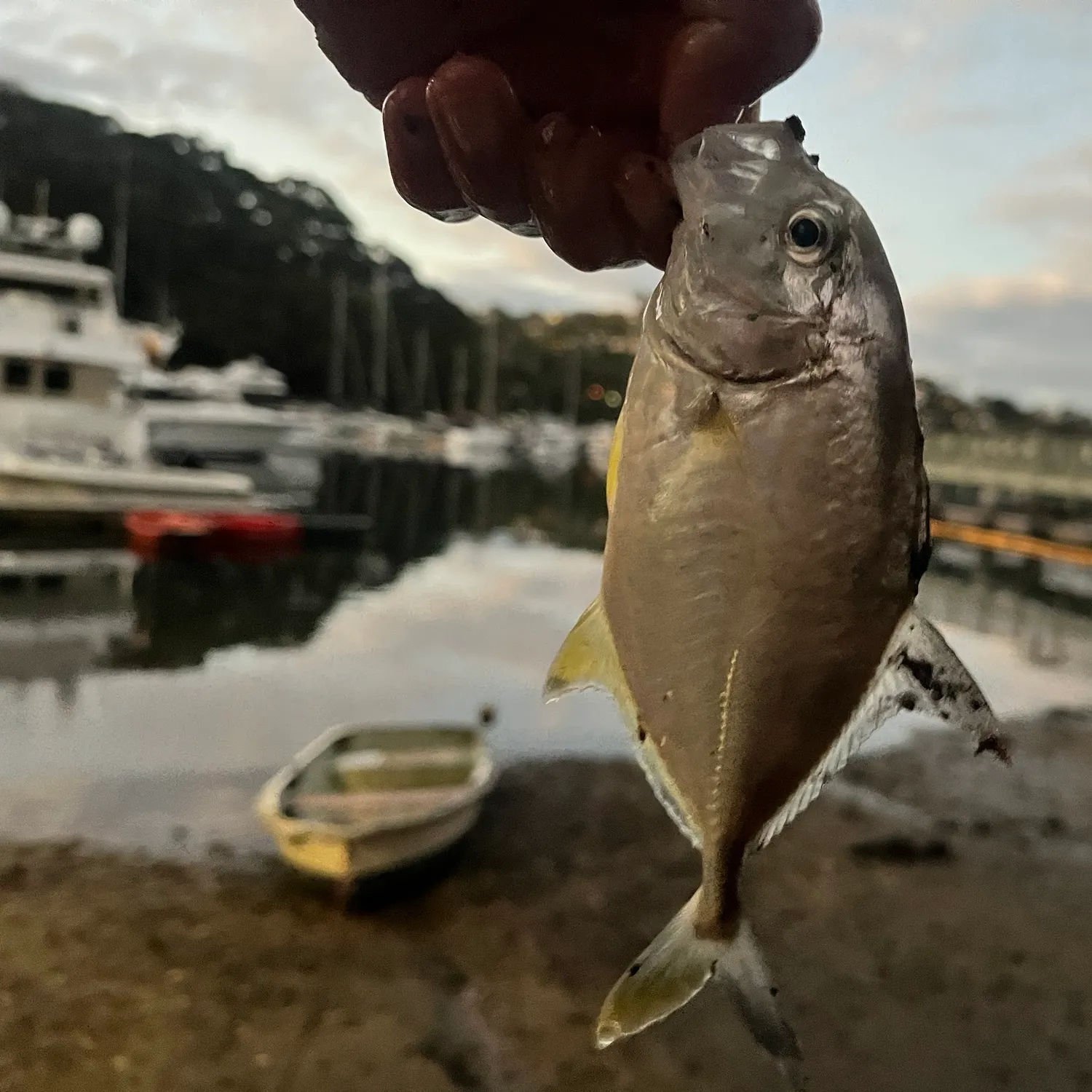 The most recent Bigeye trevally catches on Fishbrain