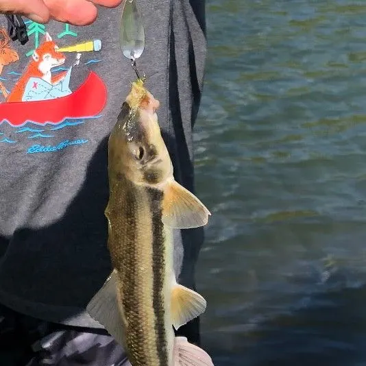 The most recent Western creek chubsucker catches on Fishbrain