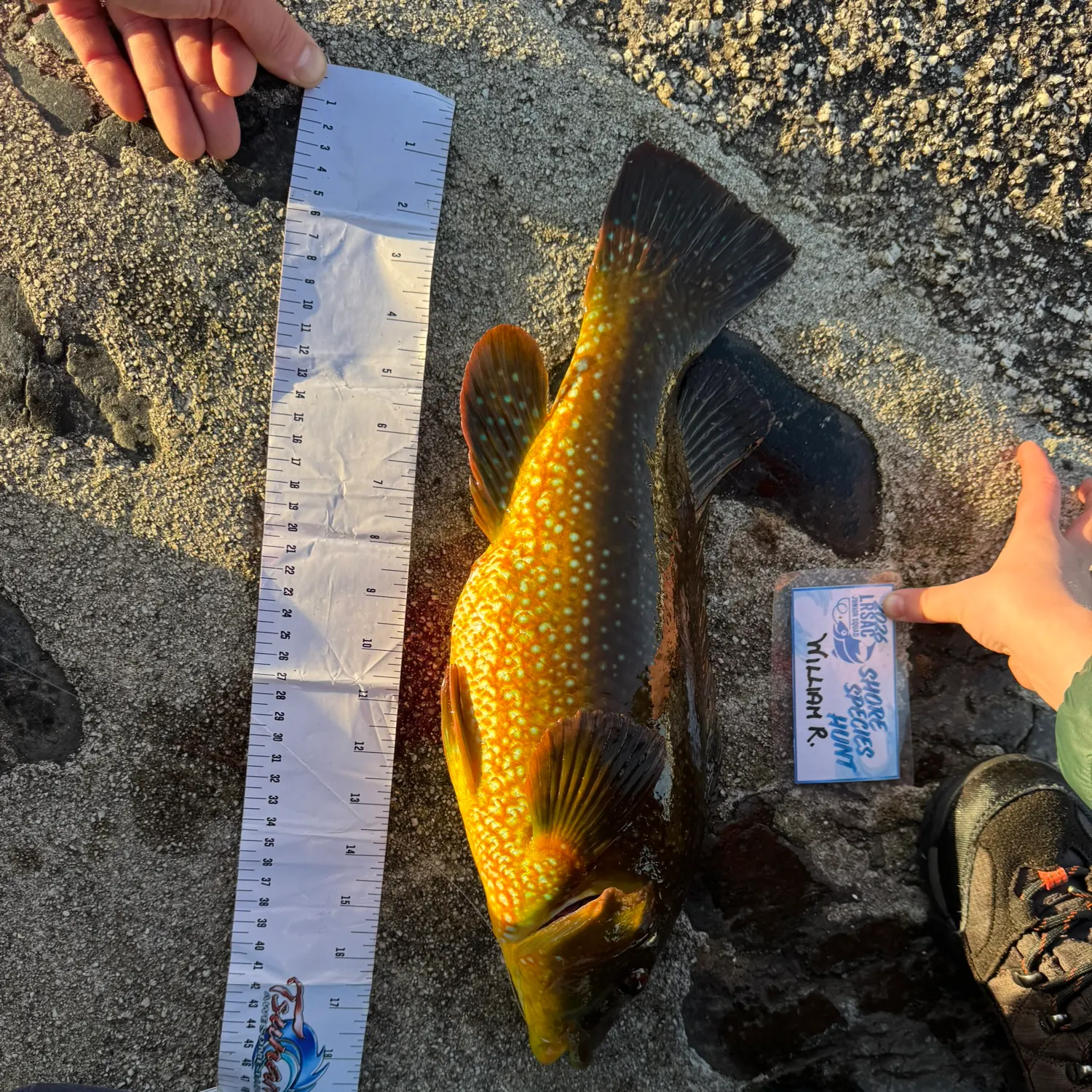 recently logged catches