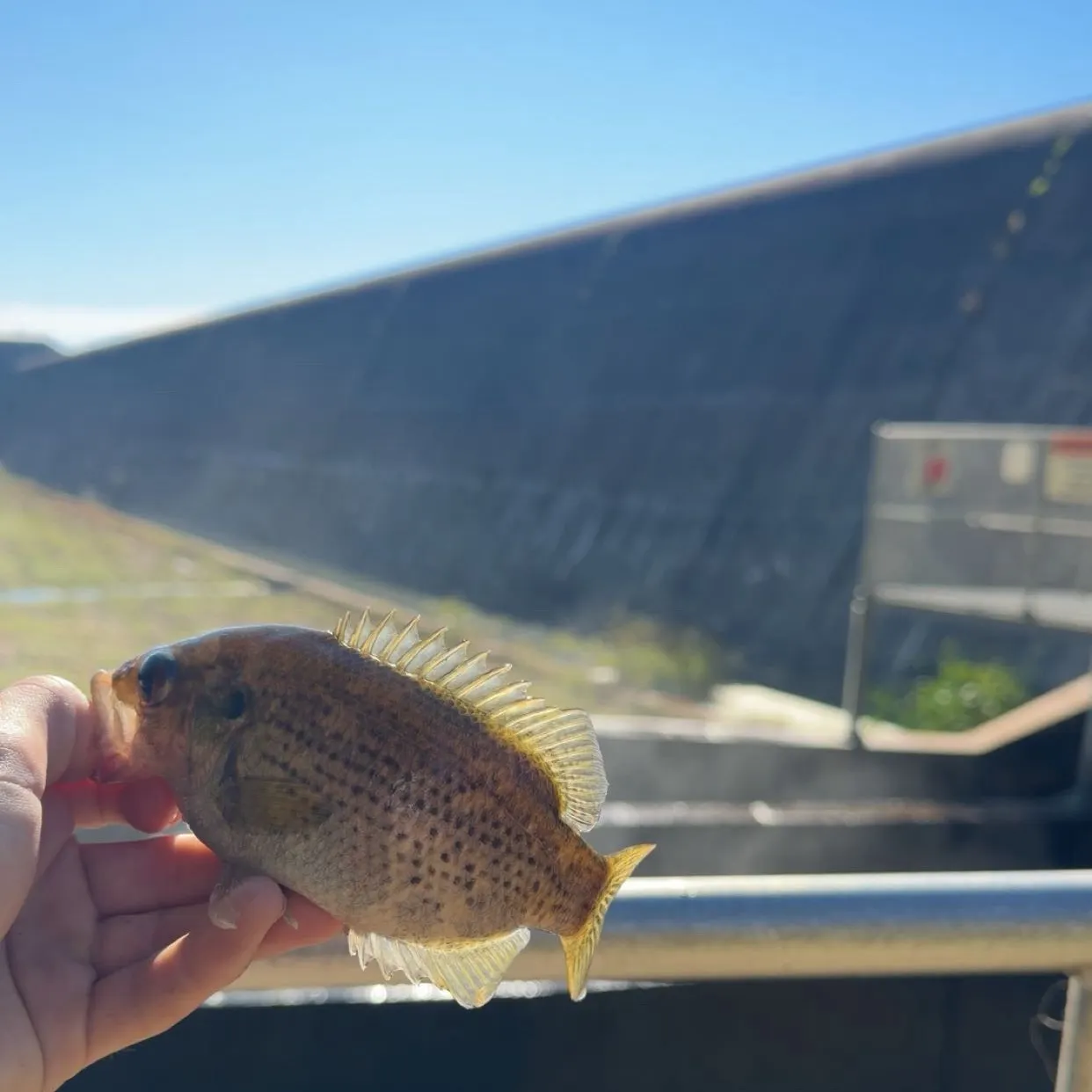 Rock bass caught on Fishbrain
