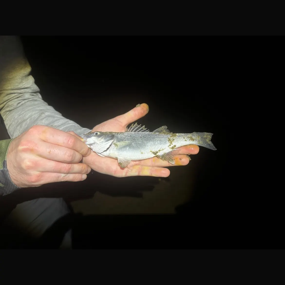 European seabass caught on Fishbrain