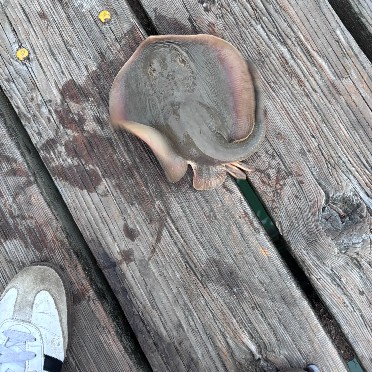 The most recent Haller's round ray catches on Fishbrain