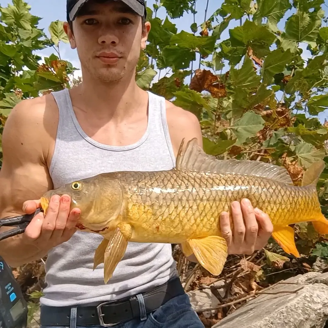 Common carp caught on Fishbrain