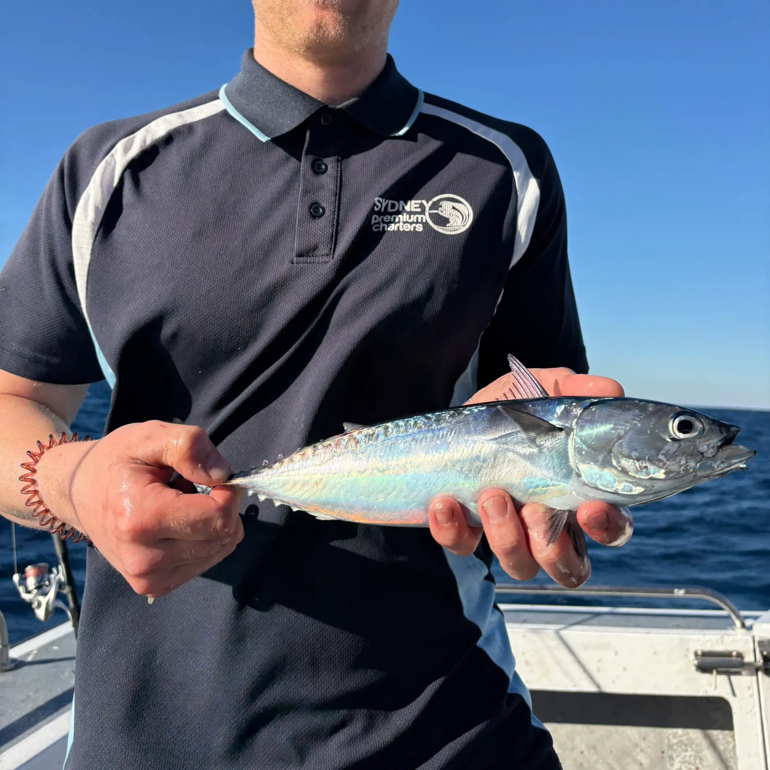 The most recent Kawakawa catches on Fishbrain