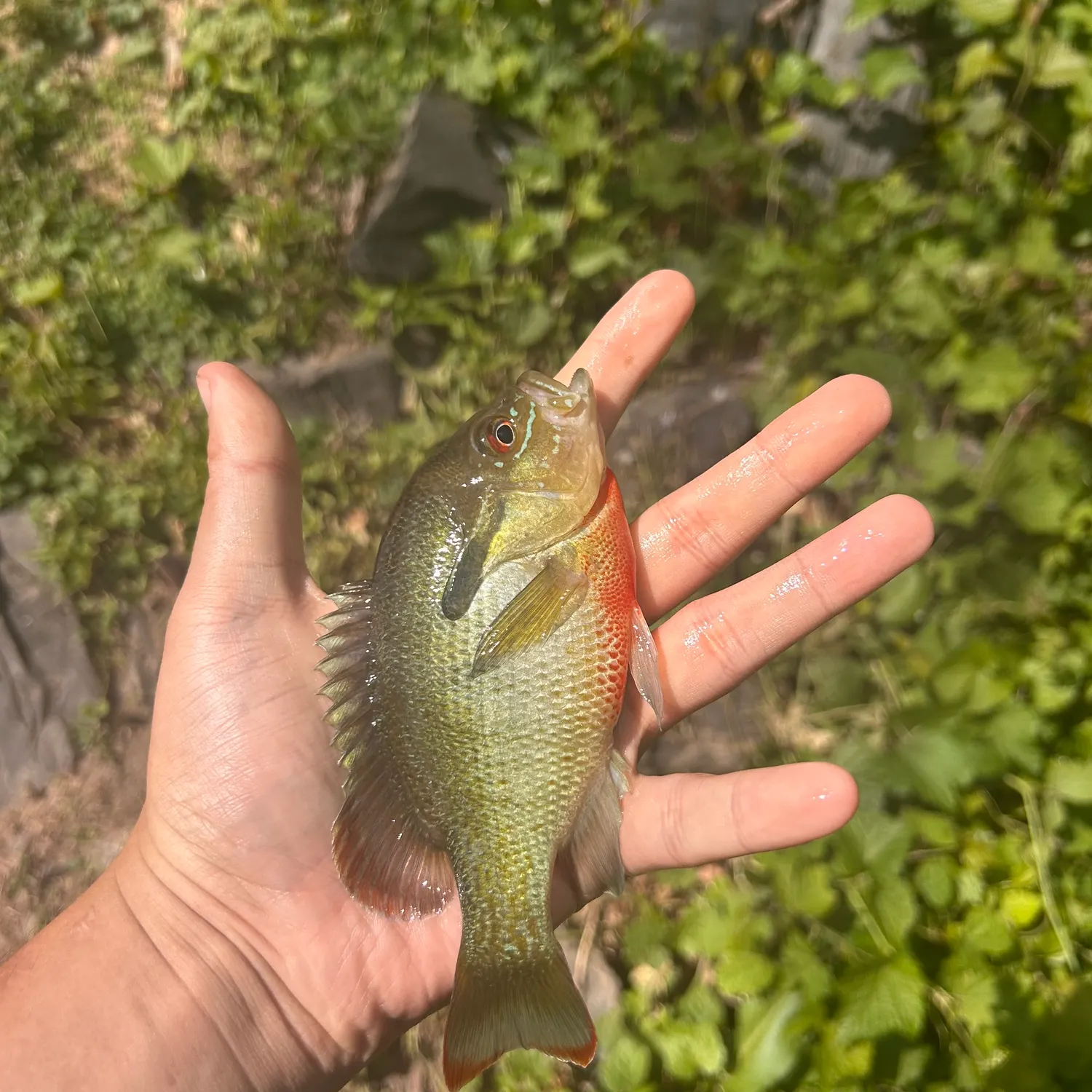catch