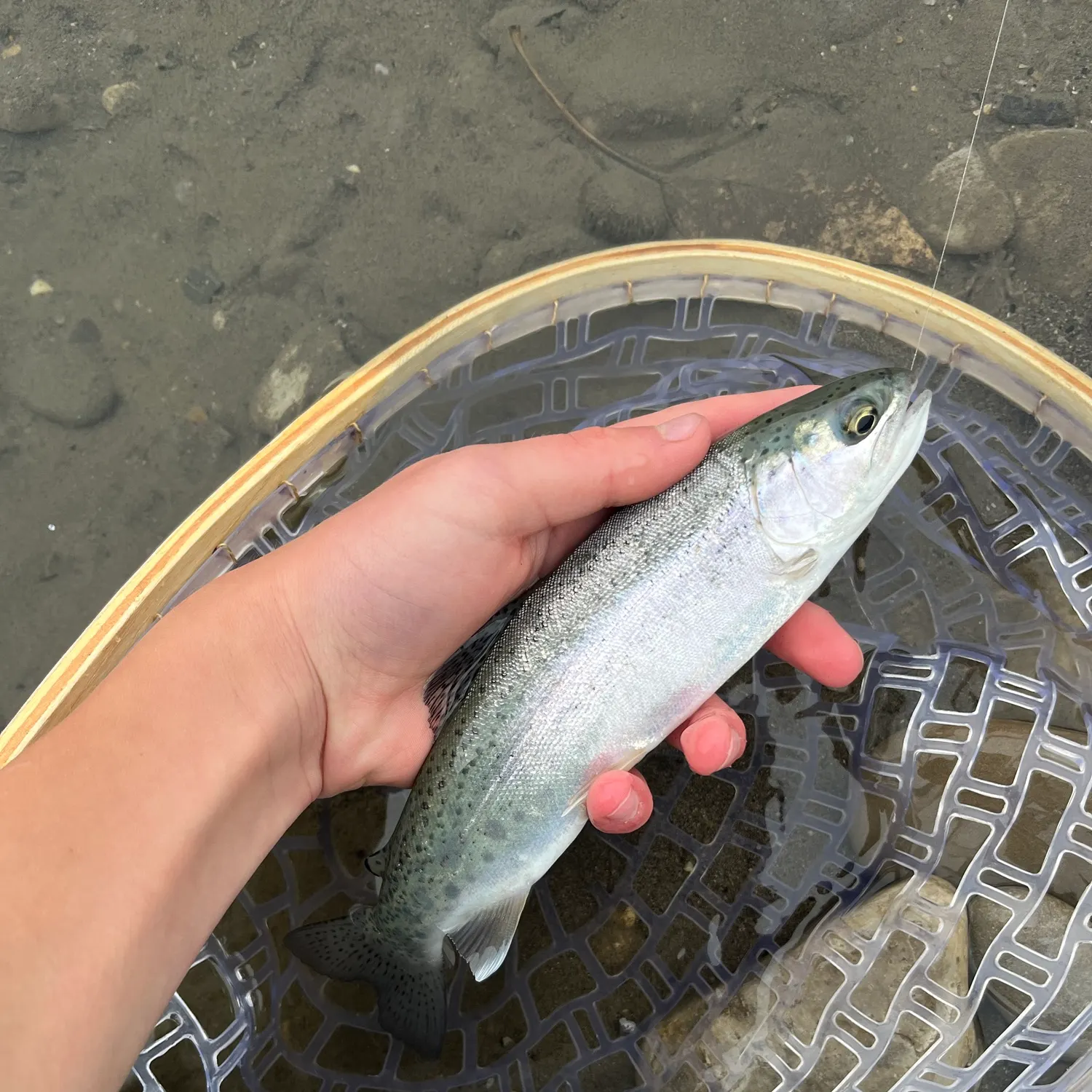 Rainbow trout caught on Fishbrain