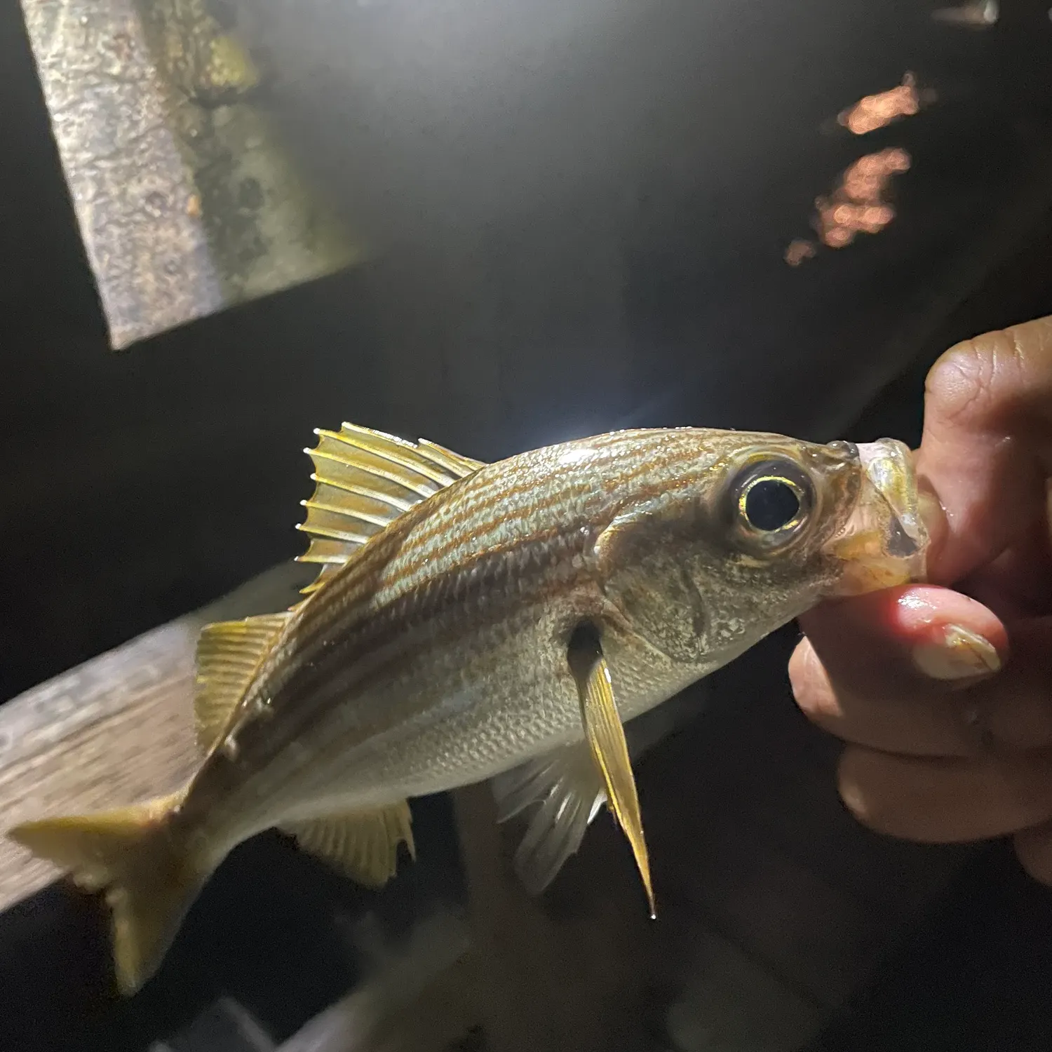 The most recent Californian salema catches on Fishbrain