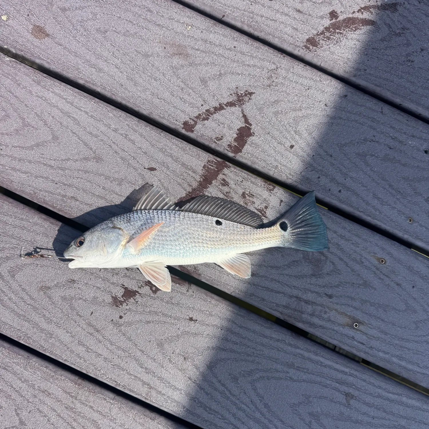 Red drum caught on Fishbrain