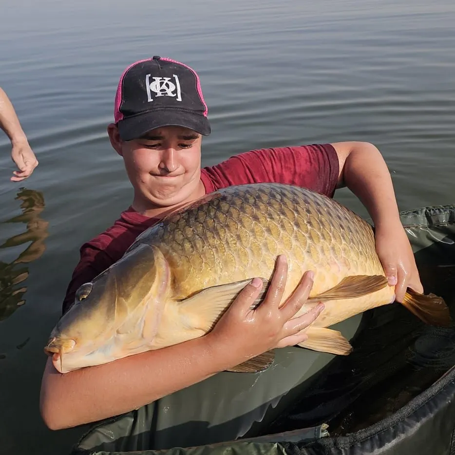 Common carp caught on Fishbrain