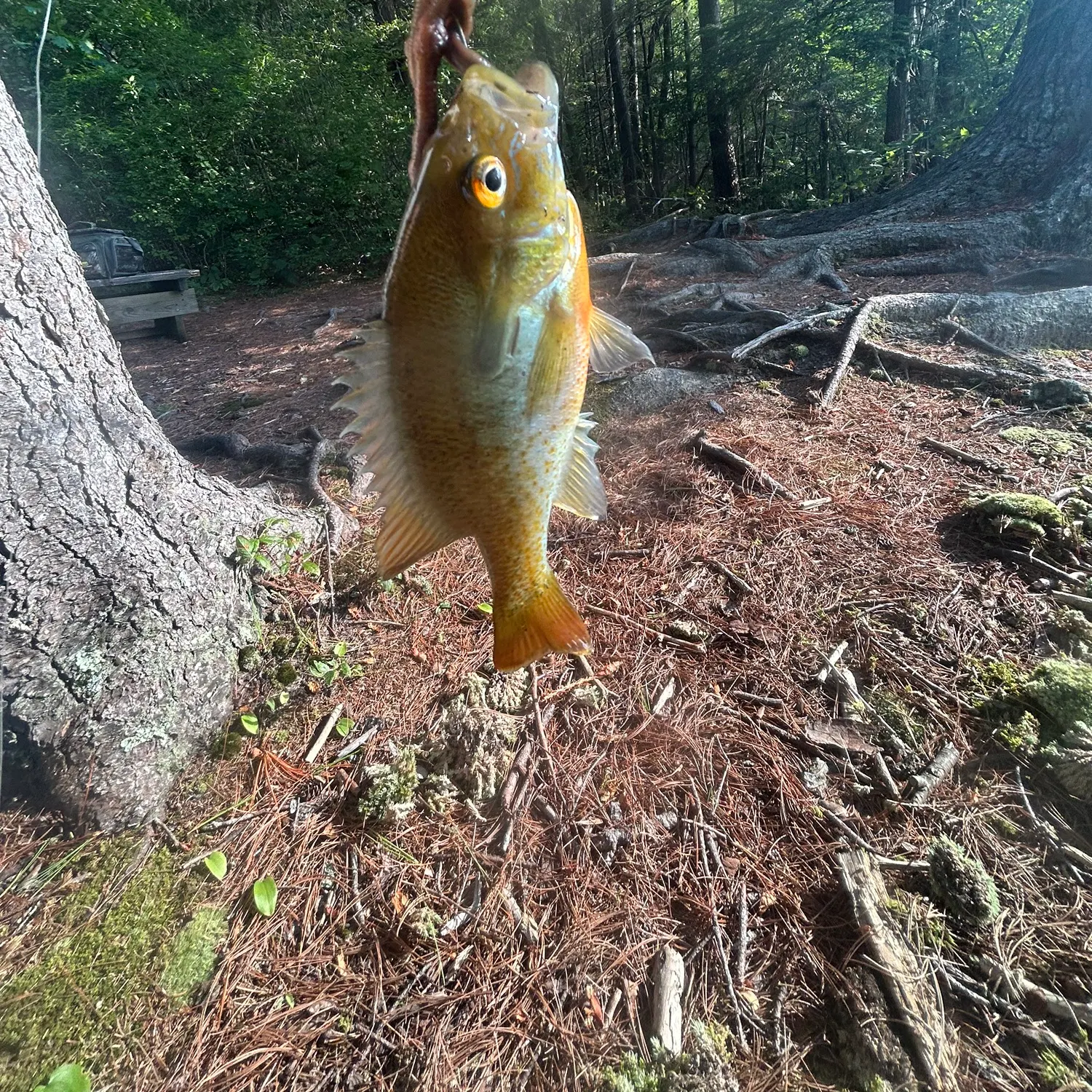 Redbreast sunfish caught on Fishbrain