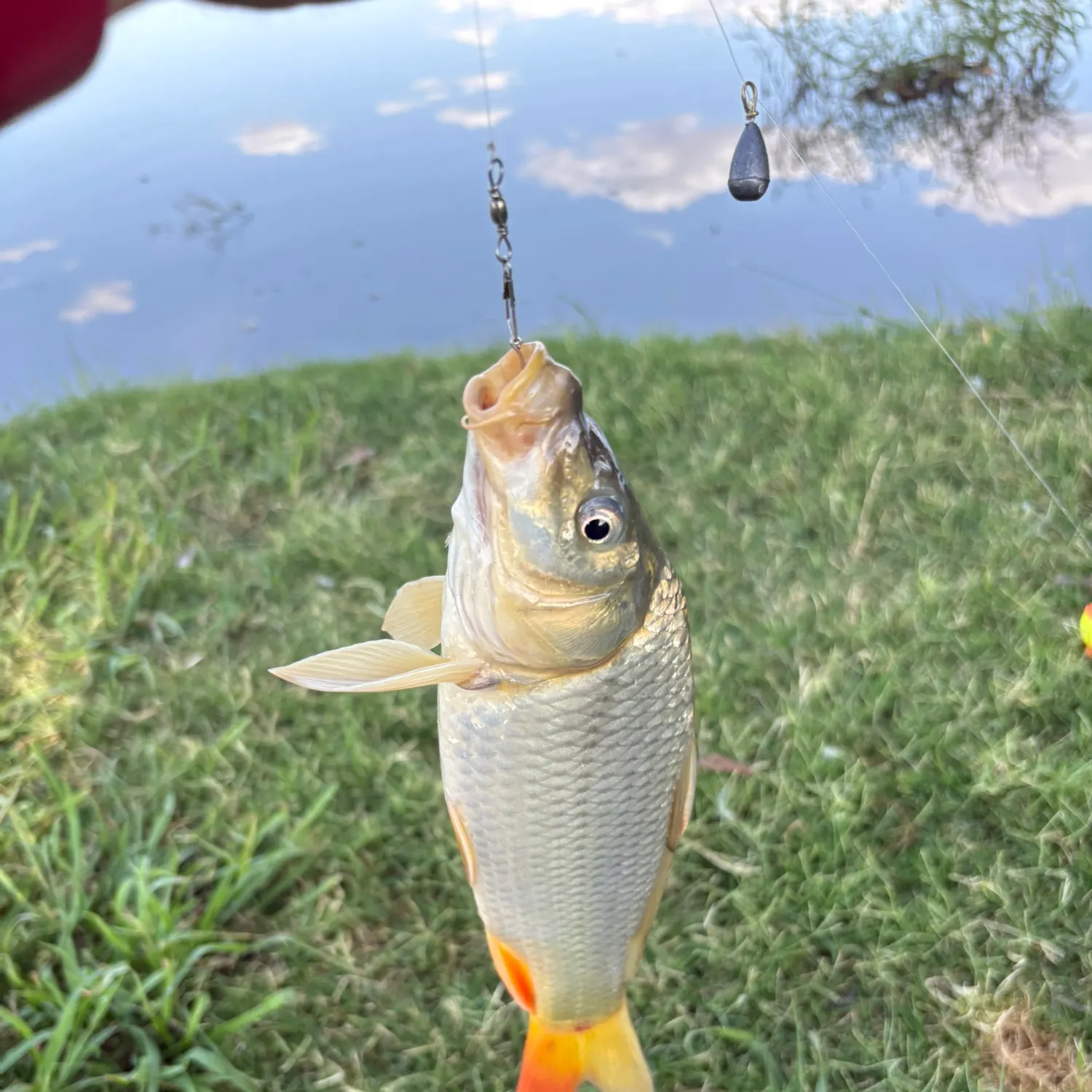 Golden shiner caught on Fishbrain