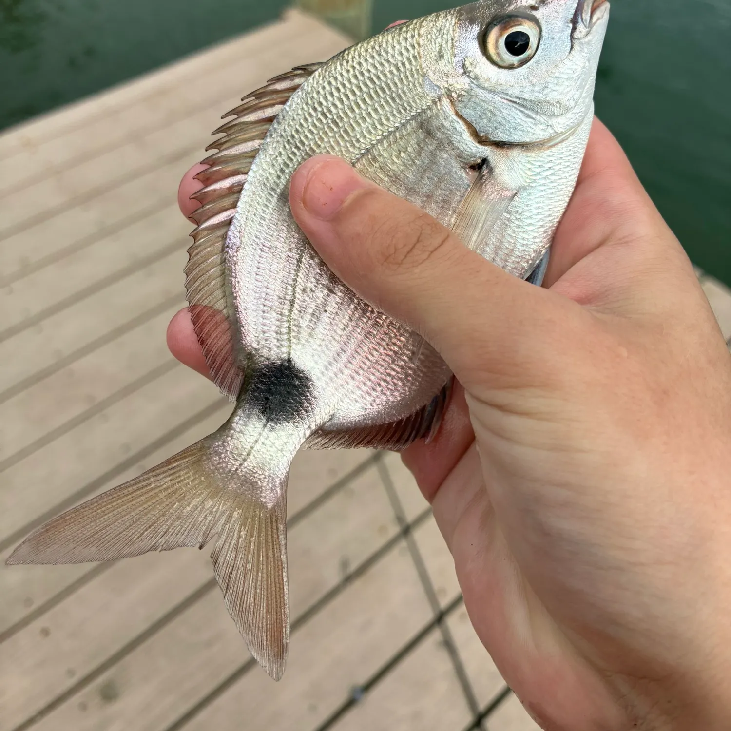 The most recent Spottail seabream catches on Fishbrain