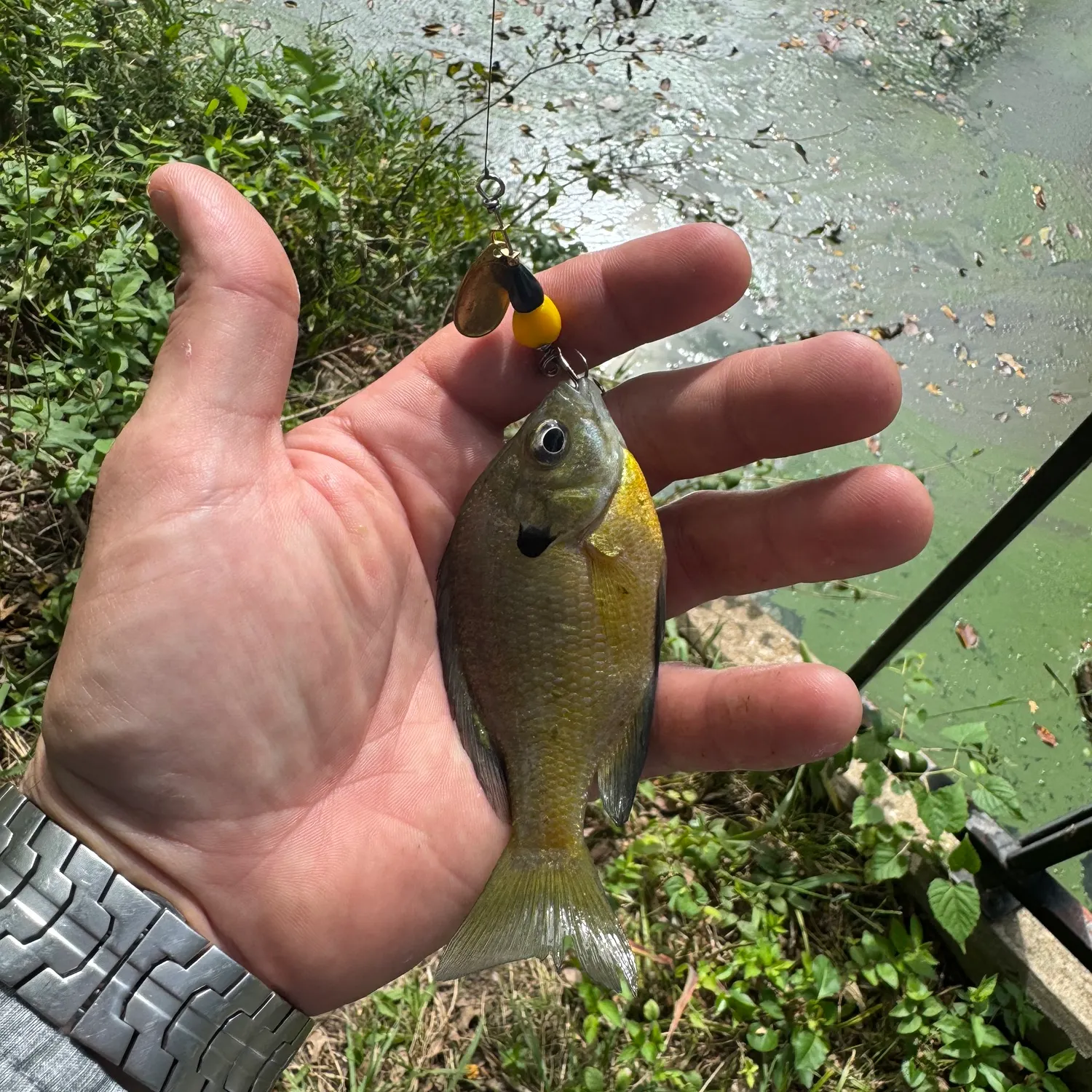 Bluegill caught on Fishbrain