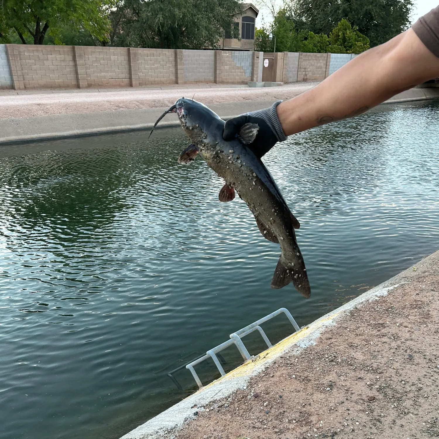 catch