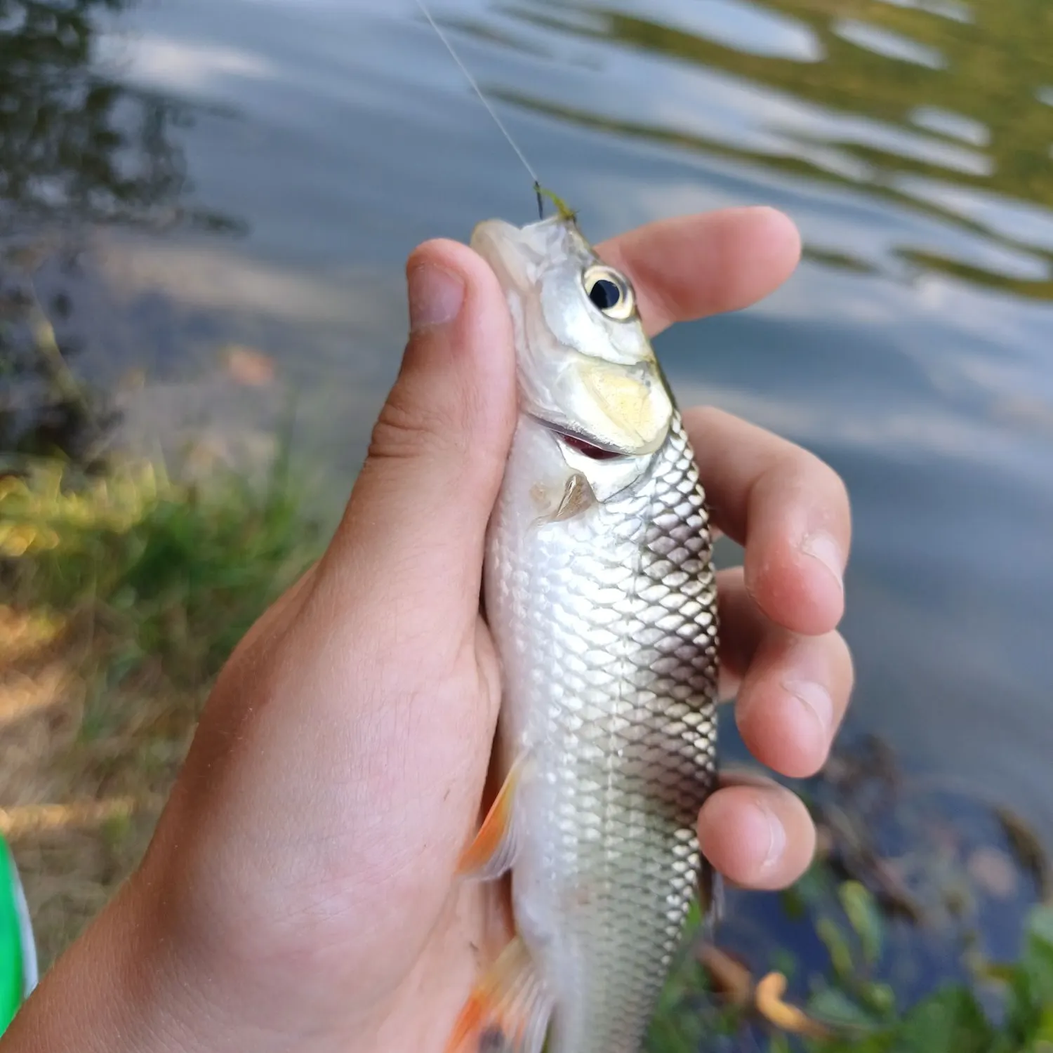 European chub caught on Fishbrain