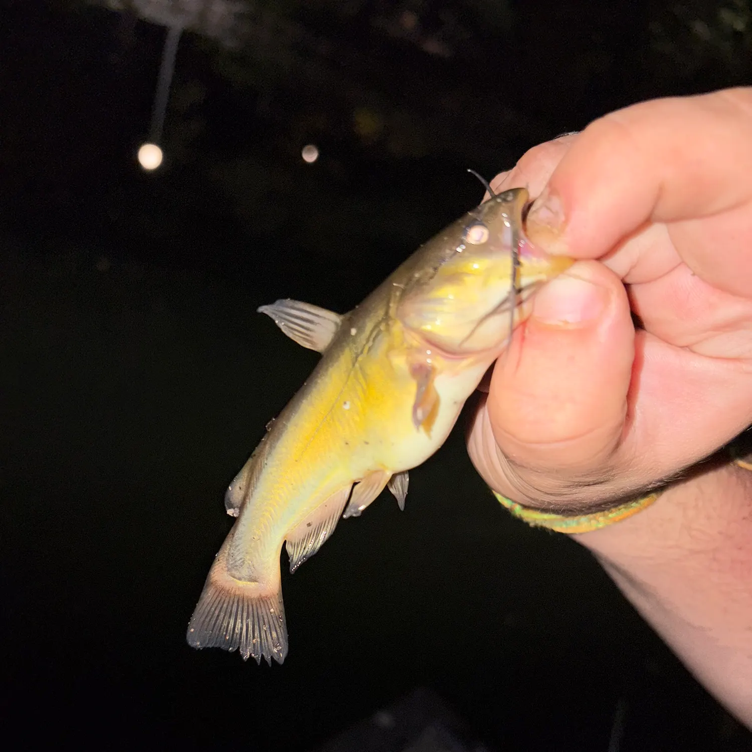 Black bullhead caught on Fishbrain
