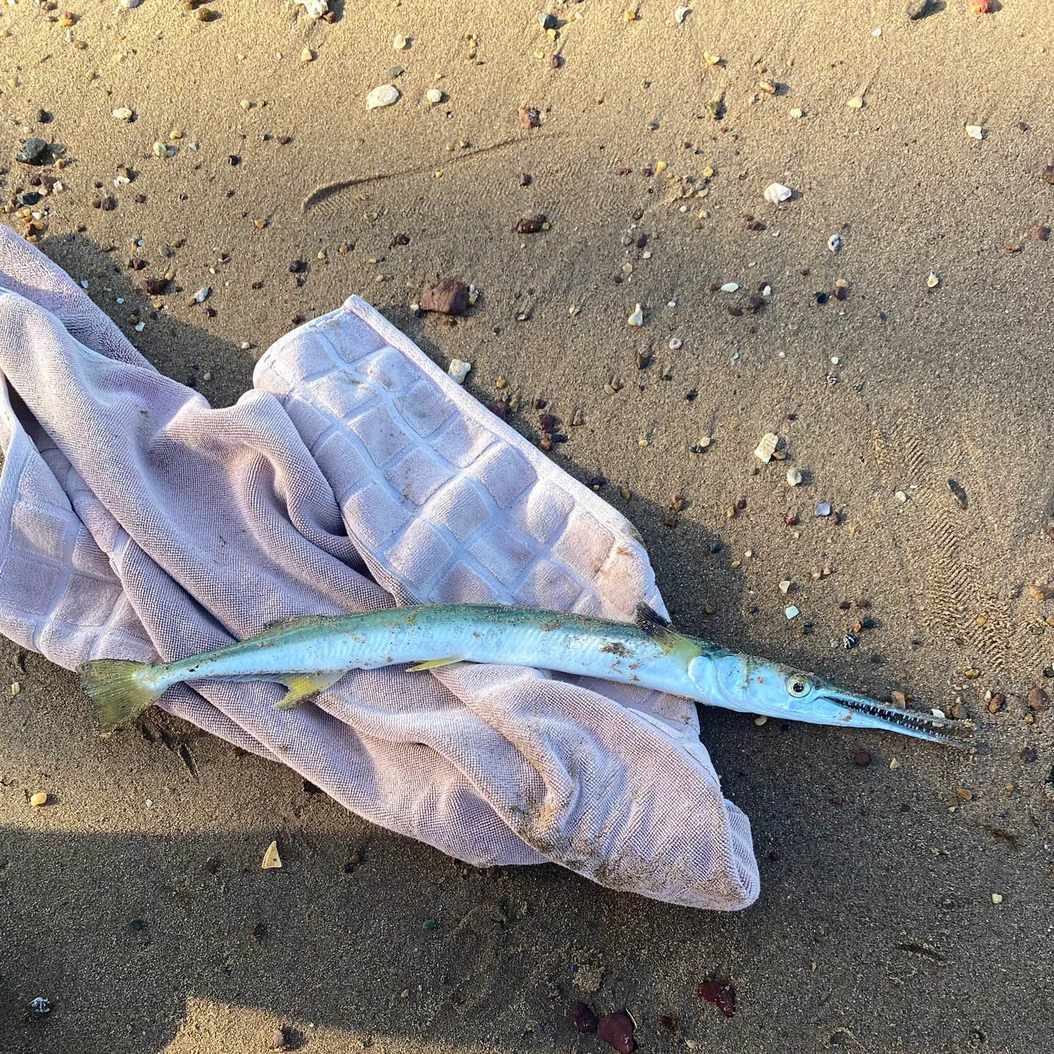 The most recent Hound needlefish catches on Fishbrain