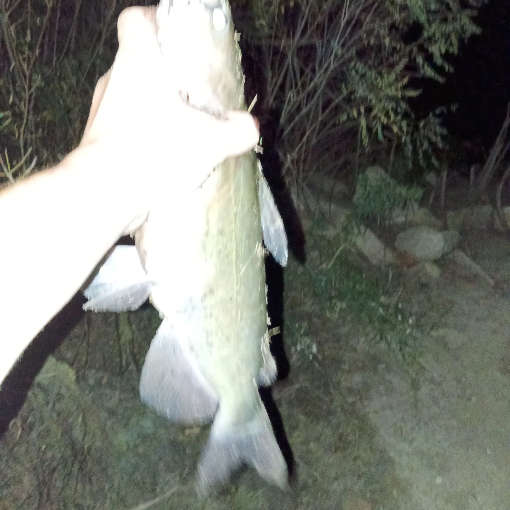 Channel catfish caught on Fishbrain