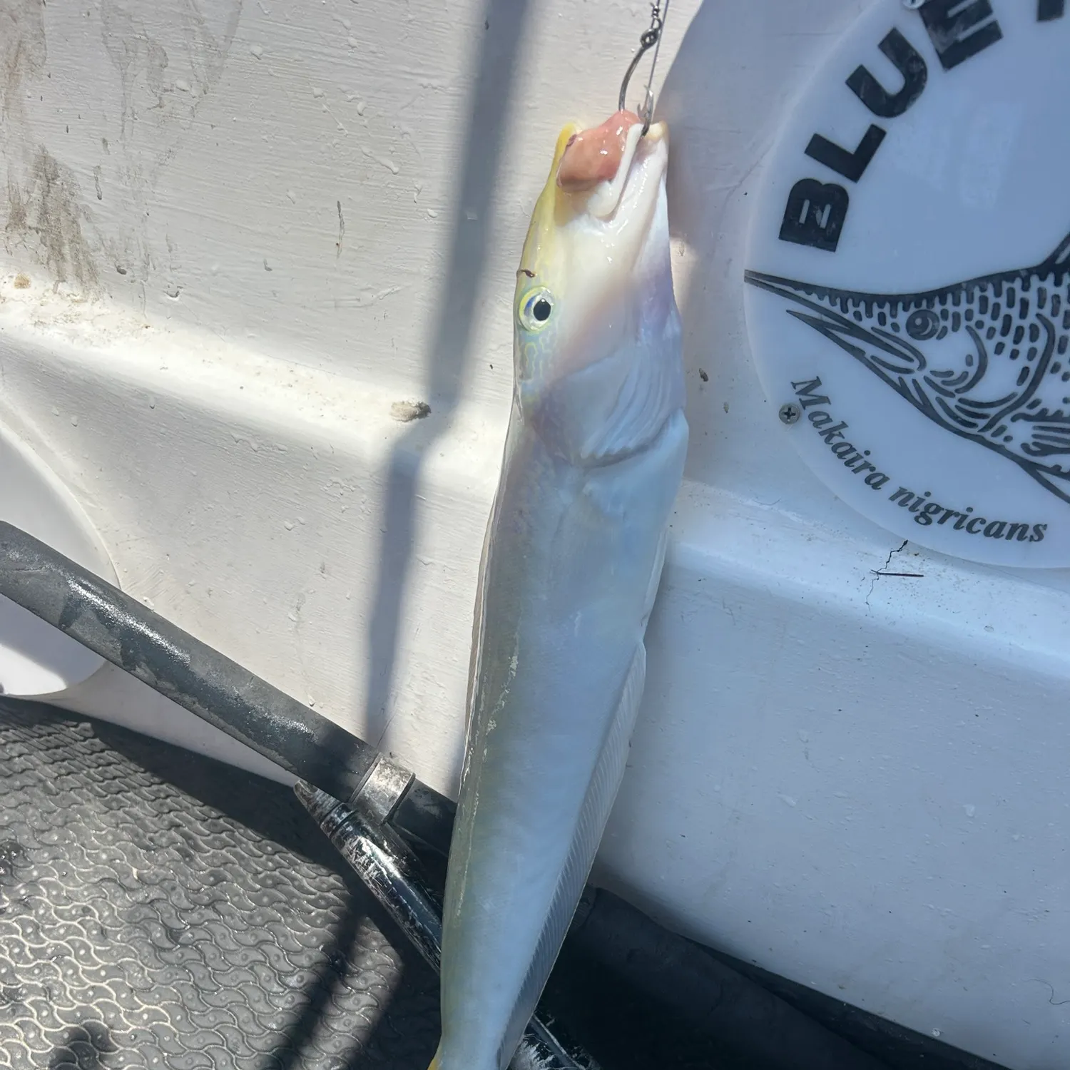 The most recent Sand tilefish catches on Fishbrain