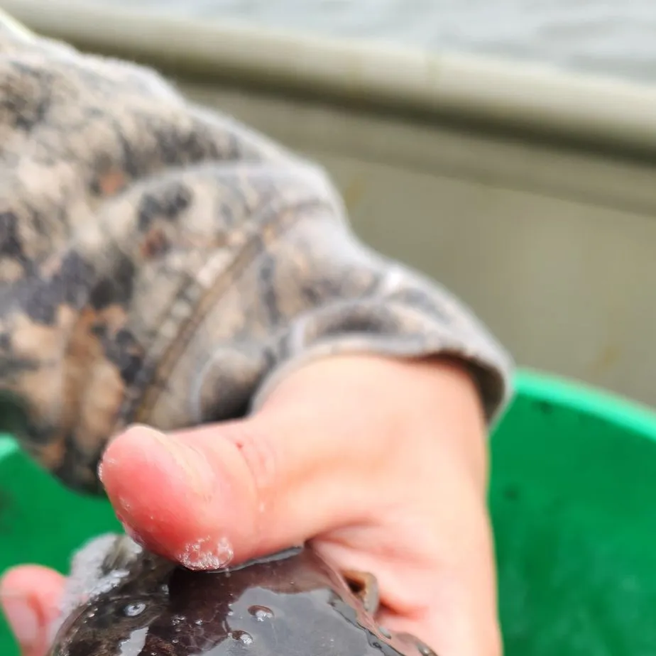 The most recent Plainfin midshipman catches on Fishbrain