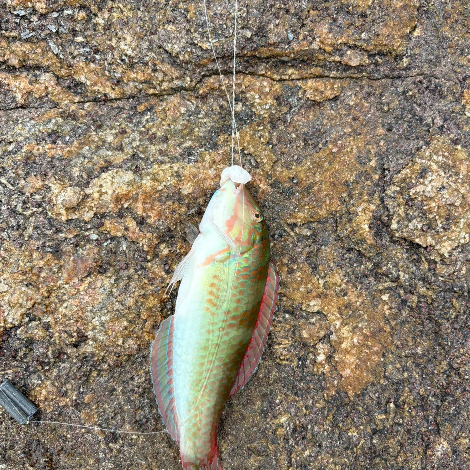 The most recent Pearly razorfish catches on Fishbrain