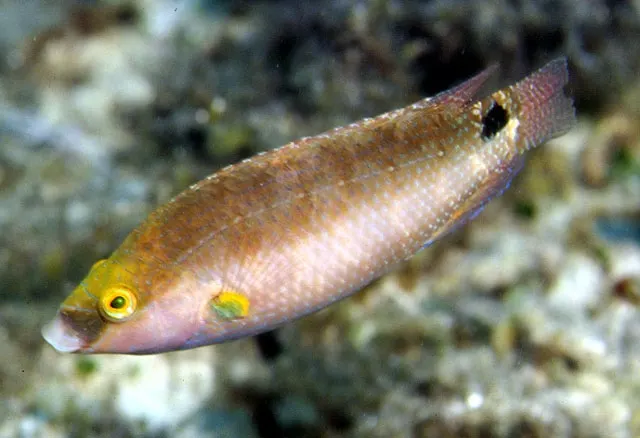 Axillary wrasse