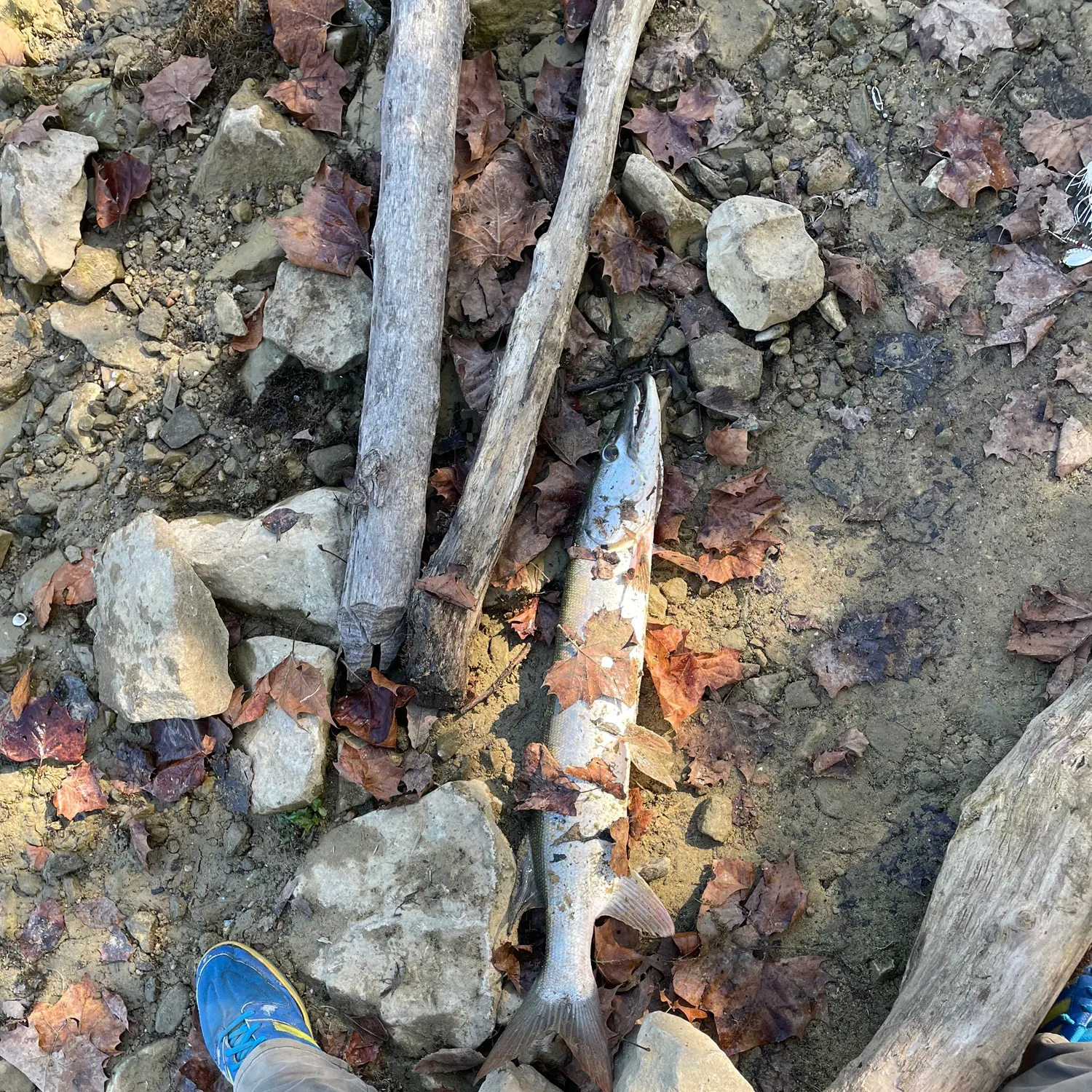 Muskie caught on Fishbrain
