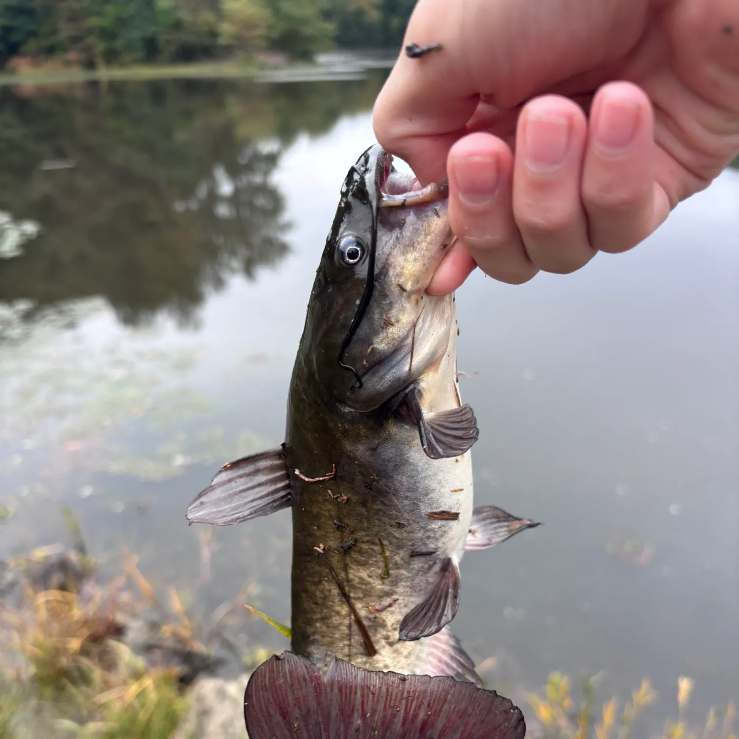 Brown bullhead caught on Fishbrain