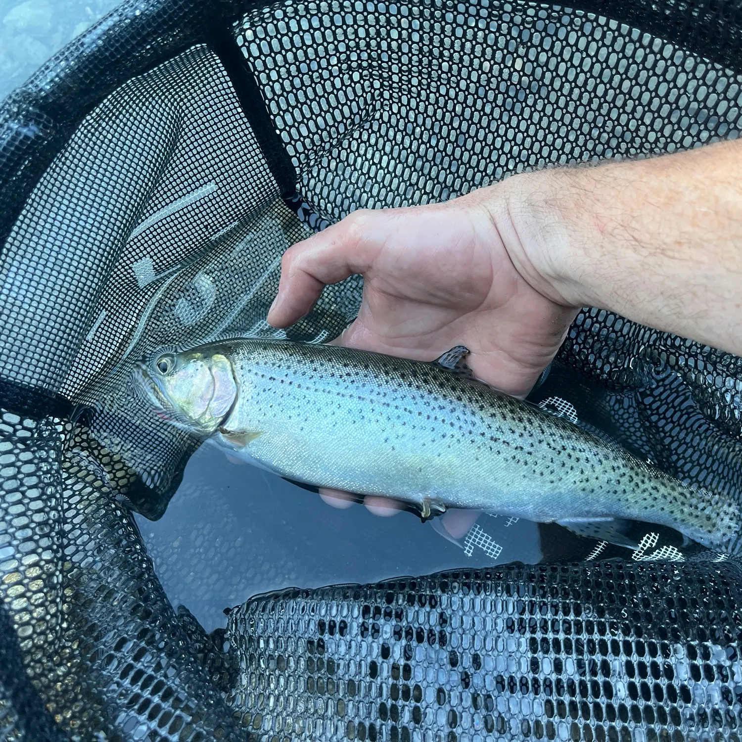 Rainbow trout caught on Fishbrain