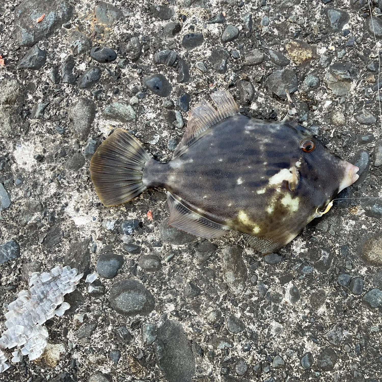 The most recent Thread-sail filefish catches on Fishbrain