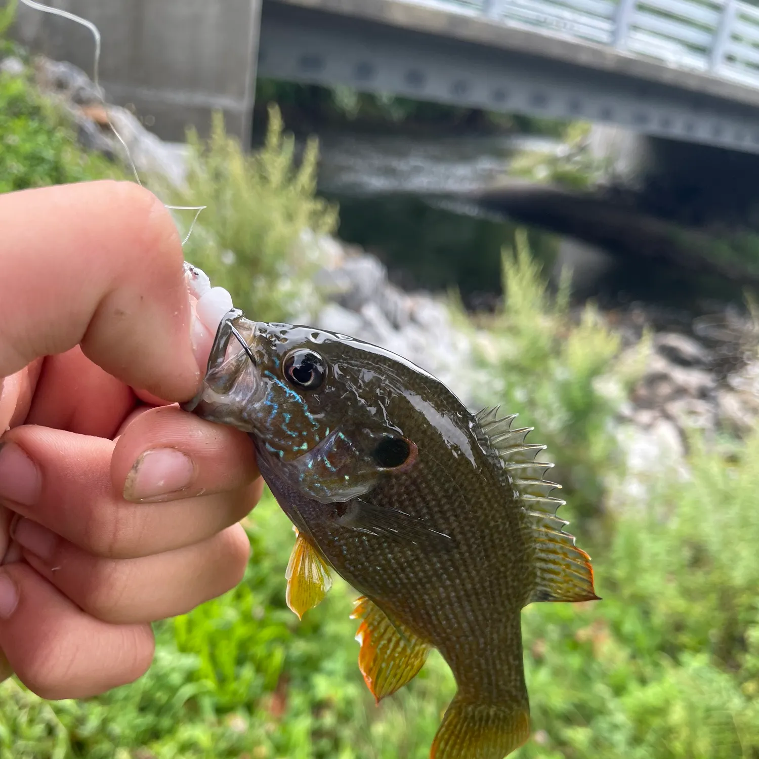 Green sunfish caught on Fishbrain