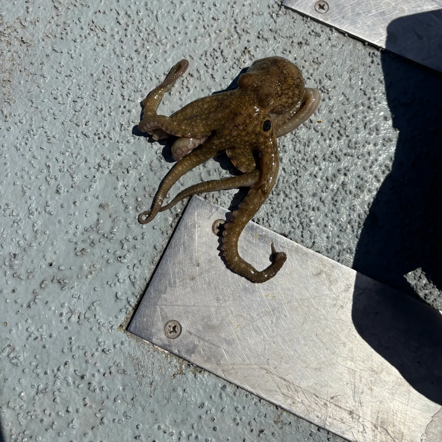 The most recent California two-spot octopus catches on Fishbrain