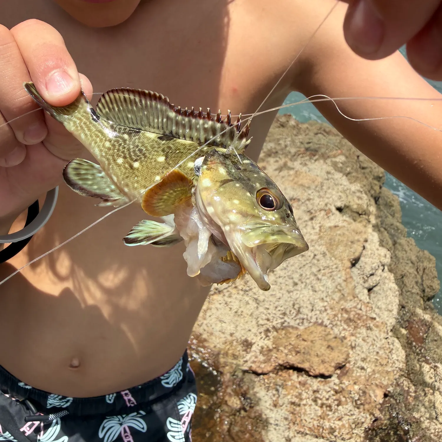 The most recent Areolate grouper catches on Fishbrain