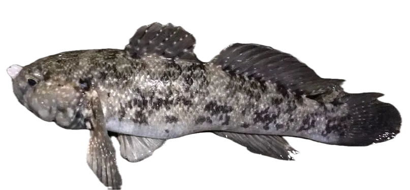 Madeira goby