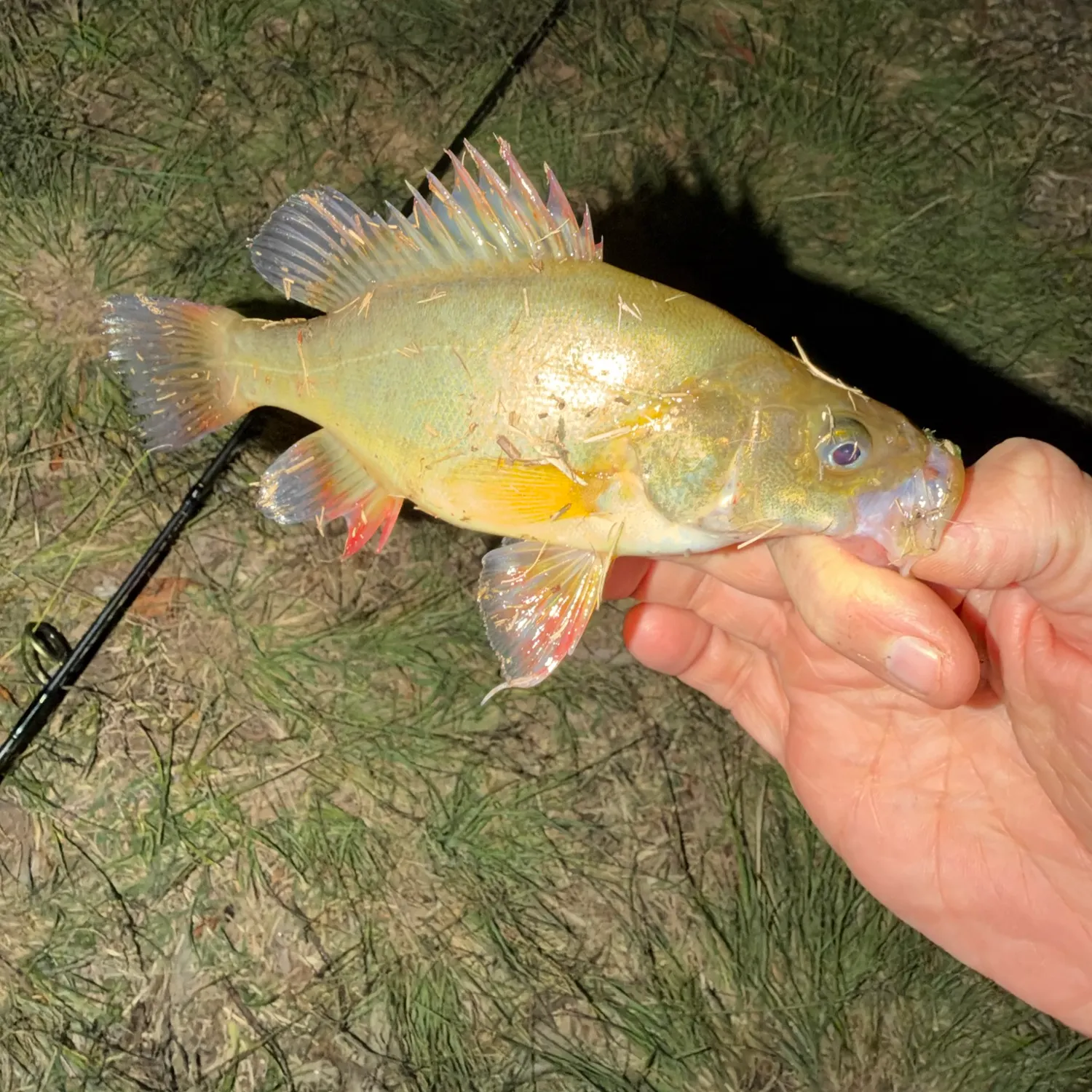 The most recent Golden perch catches on Fishbrain