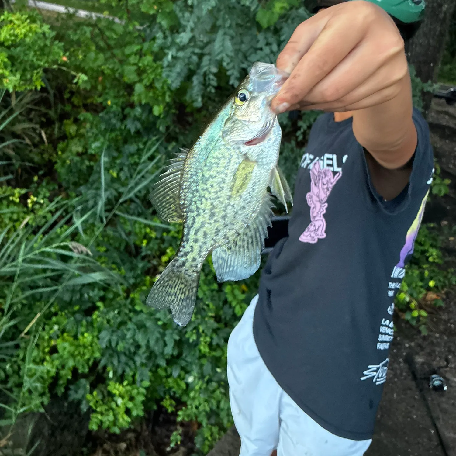 Black crappie caught on Fishbrain