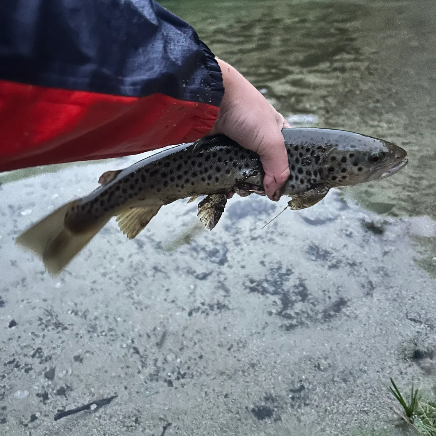 Brown trout caught on Fishbrain