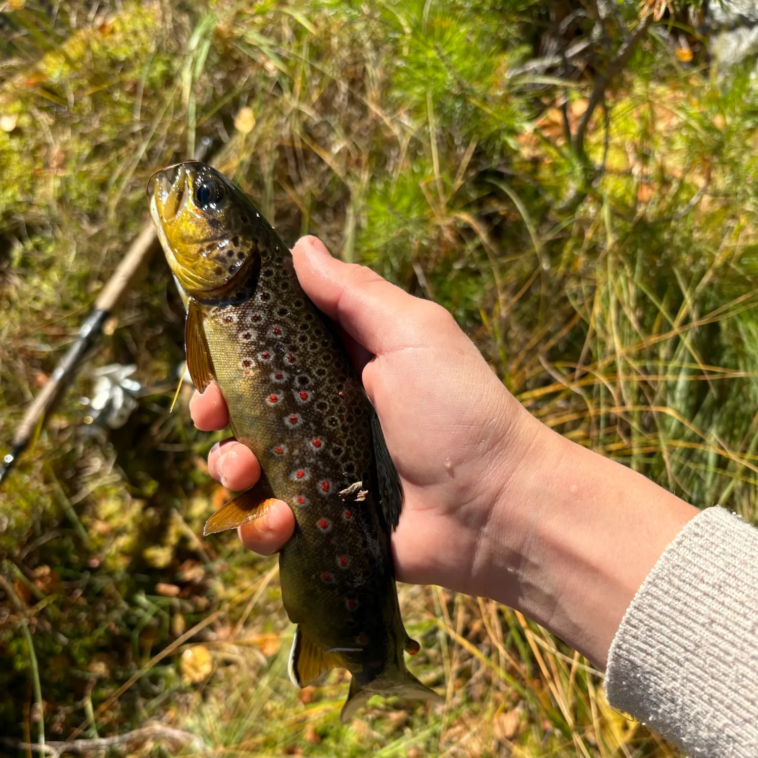 Brown trout caught on Fishbrain