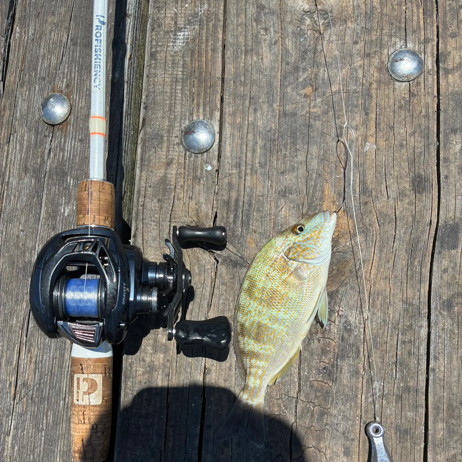 The most recent Pigfish catches on Fishbrain