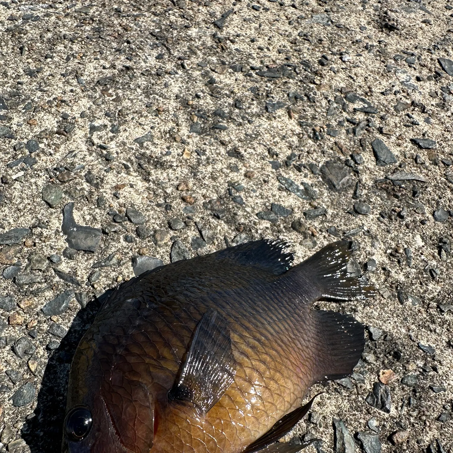 The most recent Dusky damselfish catches on Fishbrain