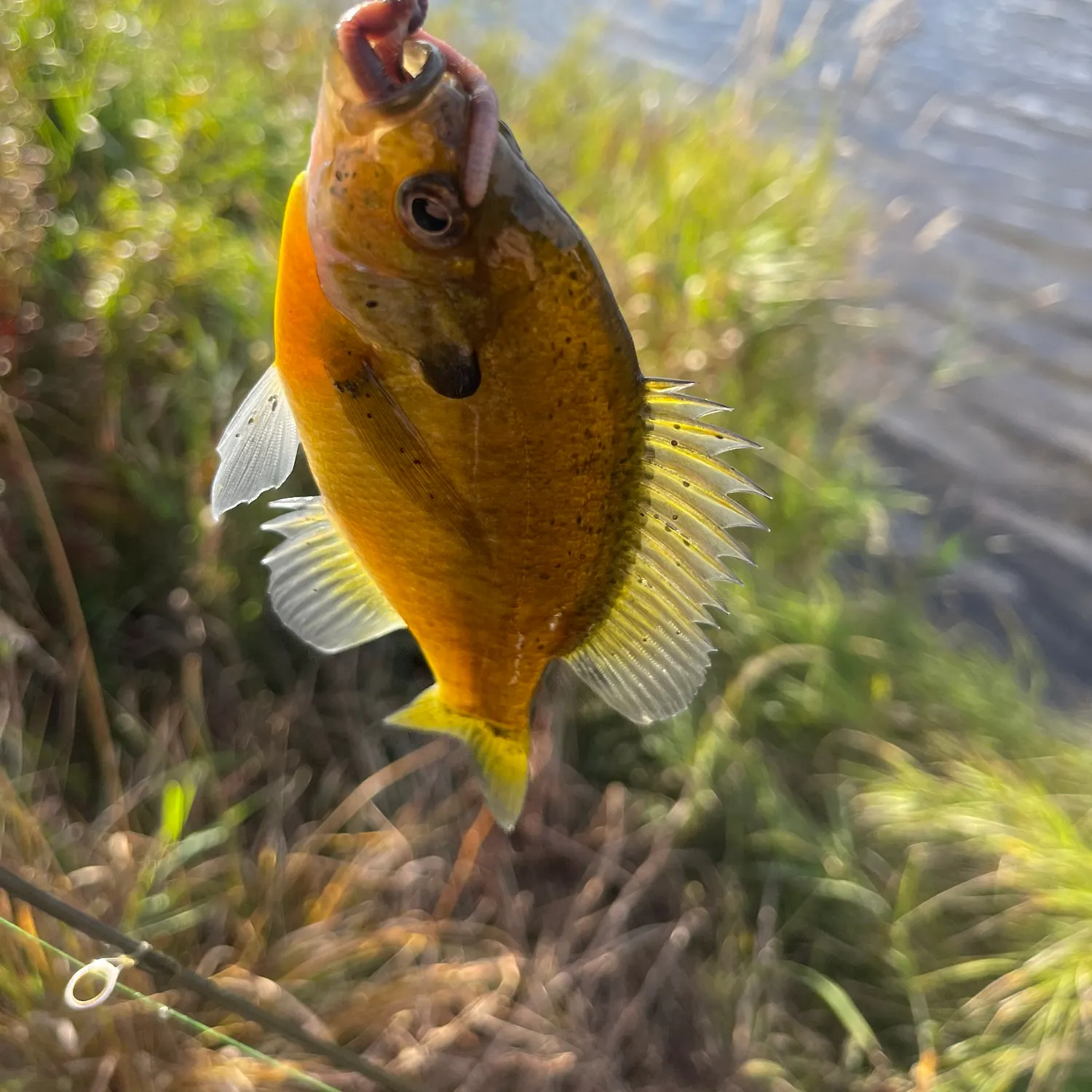 Bluegill caught on Fishbrain
