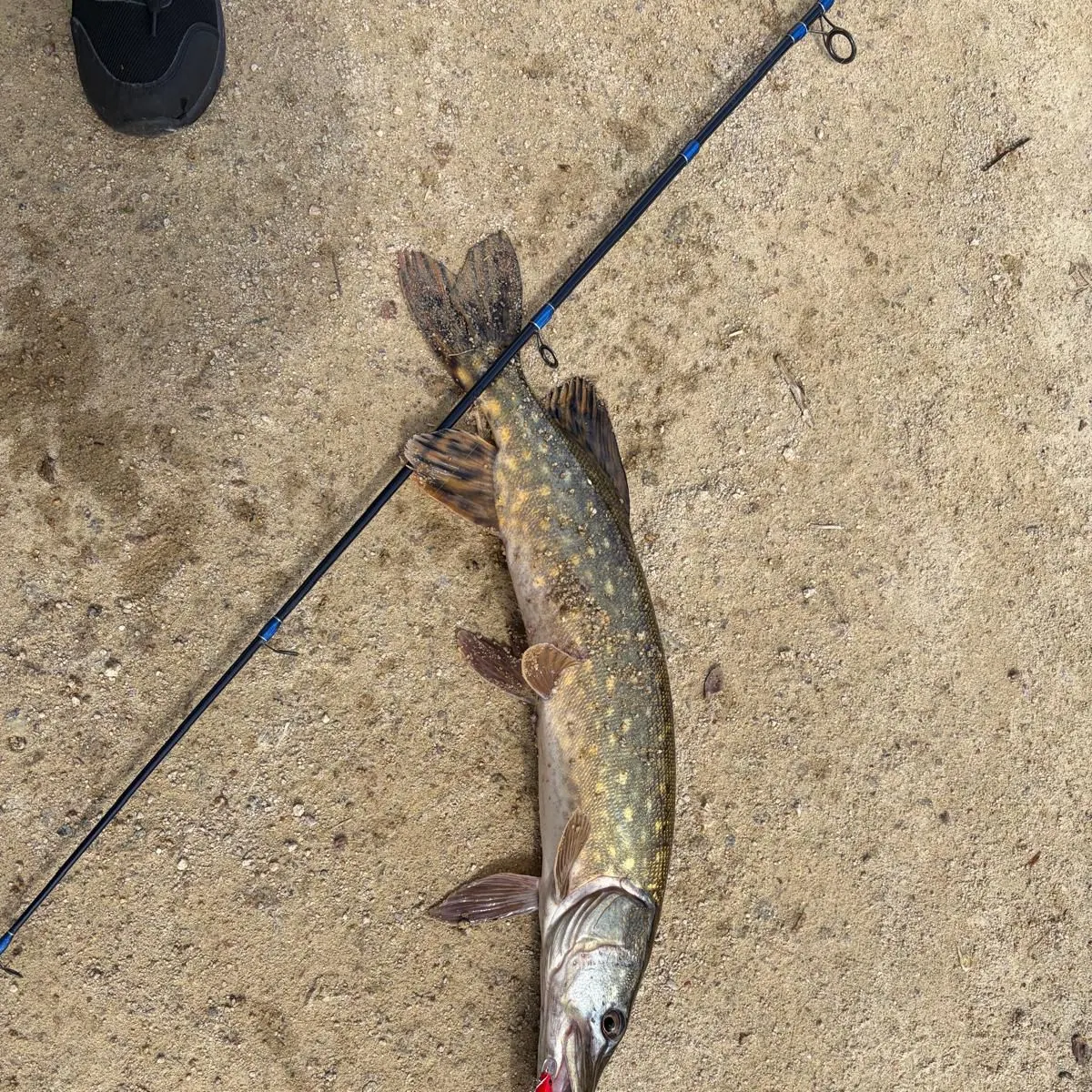 Northern pike caught on Fishbrain