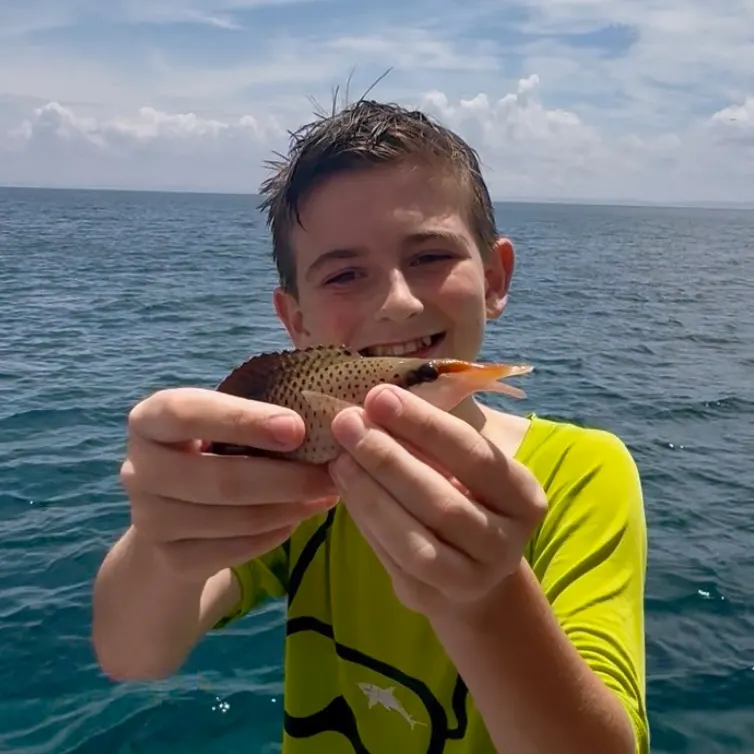 The most recent Bird wrasse catches on Fishbrain