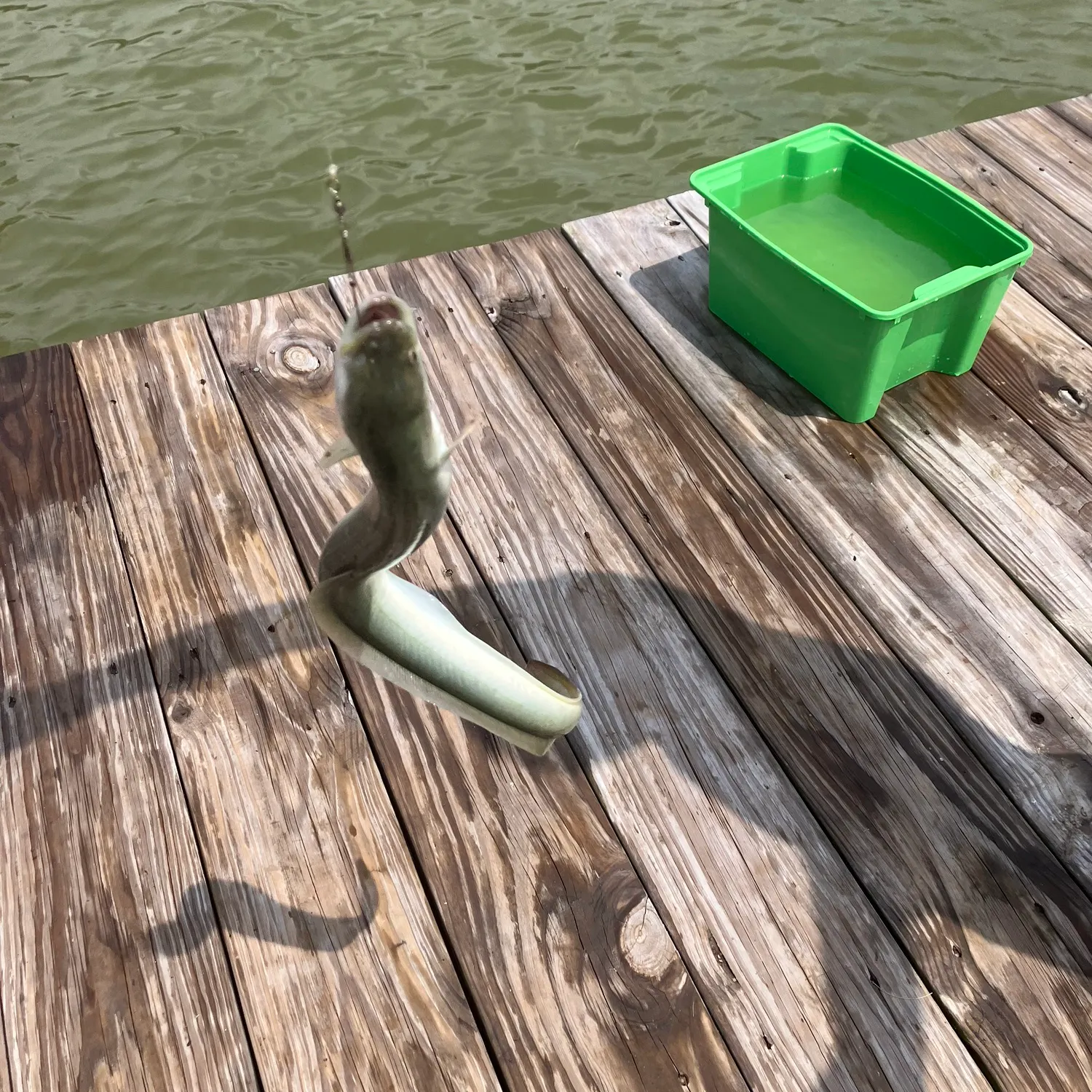 American eel caught on Fishbrain