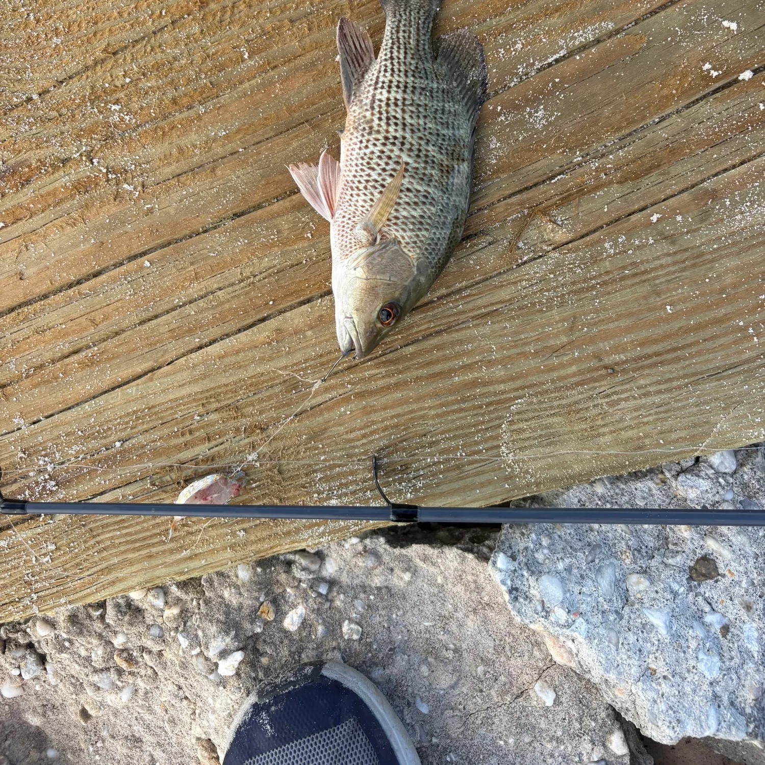 Mangrove snapper caught on Fishbrain