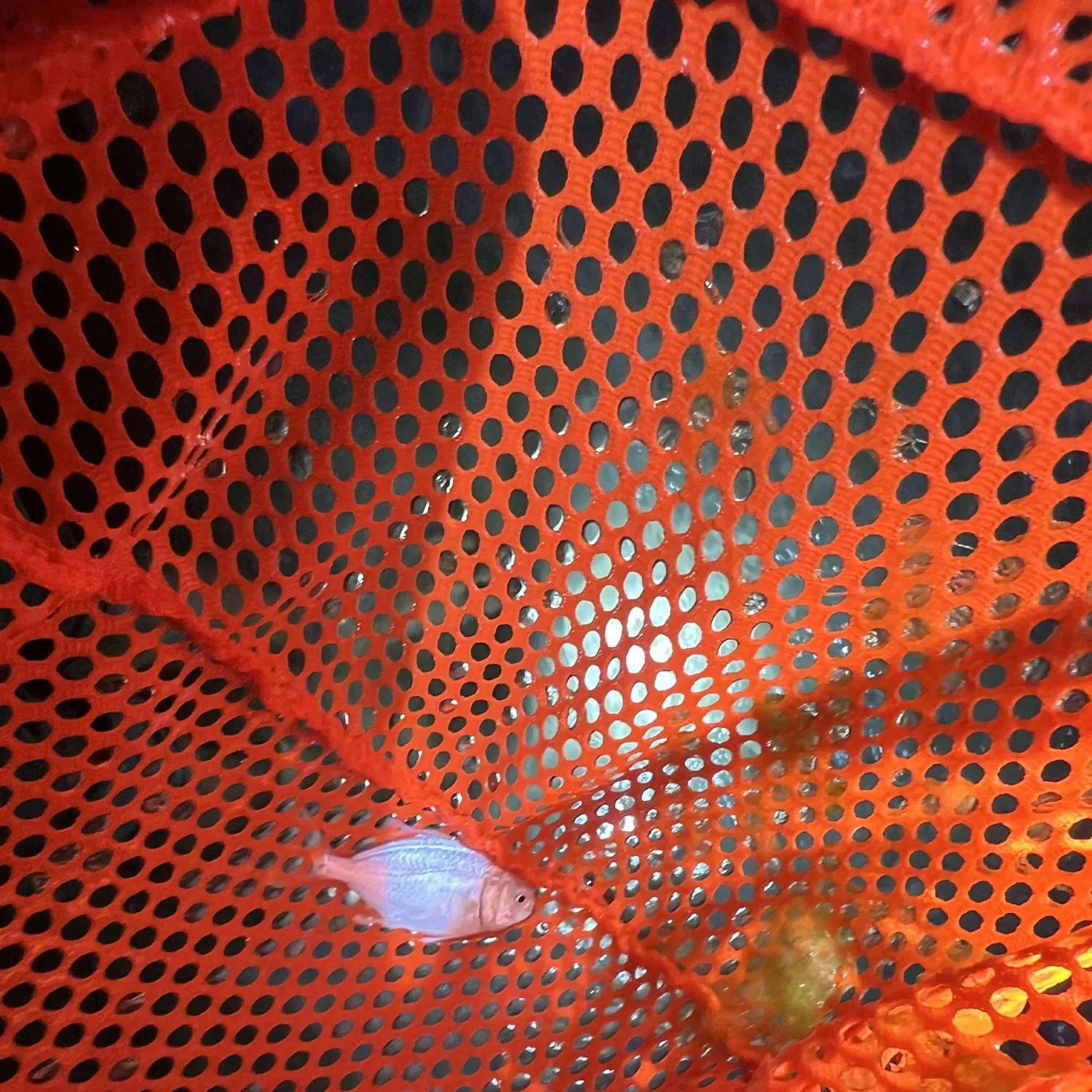 The most recent Hickory shad catches on Fishbrain