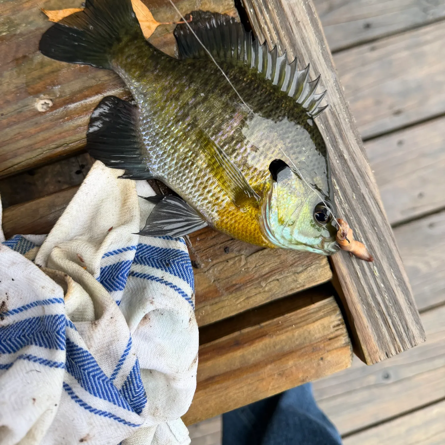 Bluegill caught on Fishbrain